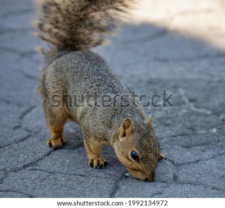 A fox squirrel foraging at a park.