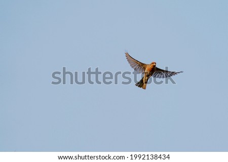 Common House Finch In Flight Royalty-Free Stock Photo #1992138434