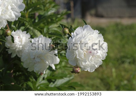 White peony flower in the garden, illuminated by the morning sun