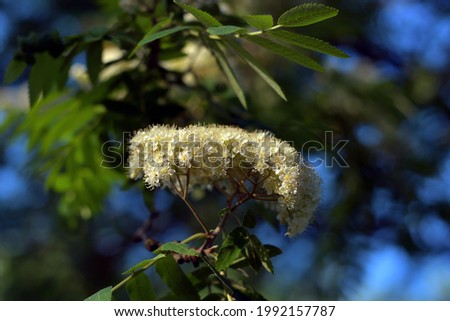 Close-up of a tender fluffy inflorescence of white rowan flowers on a twig in the lateral yellow sunlight of the evening golden hour against a blurred background of the upper branches.