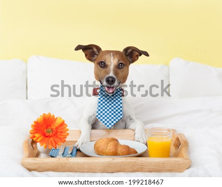 dog having nice breakfast in white bed