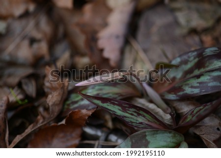 fallen leaves in late autumn