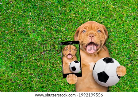 Happy mastiff puppy lying on green summer grass with soccer ball and taking a selfie on a cell phone camera. Top down view. Empty space for text.