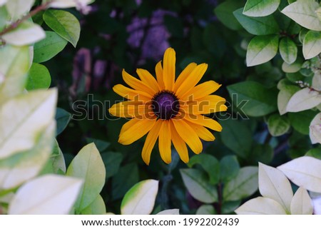 isolated black-eyed Susan flower naturally framed by golden privet leaves