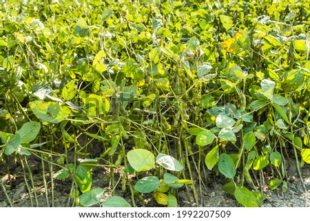 Pods of ripened black beans growing on the farm in Yunlin County, Taiwan.