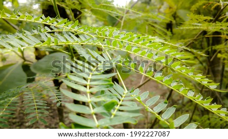 Chinese Petai Leaf photo taken macro