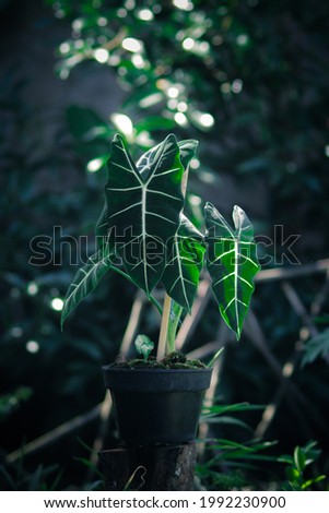 Alocasia micholitziana Frydek also called Alocasia Green Velvet with green leaves and white veins. Alocasia Plant Stock Photo.