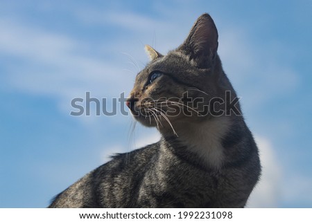 Indonesian local Cat against the clear blue sky. Cat stock photo.