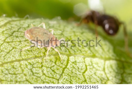 Close-up of aphids and an ant on a green leaf. Macro