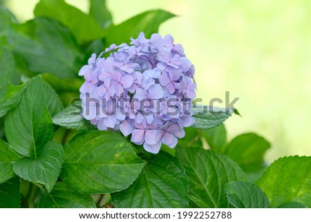 purple hydrangea in full blooming