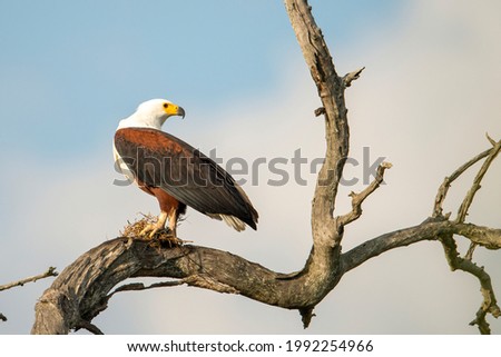 close up photo of a fish eagle