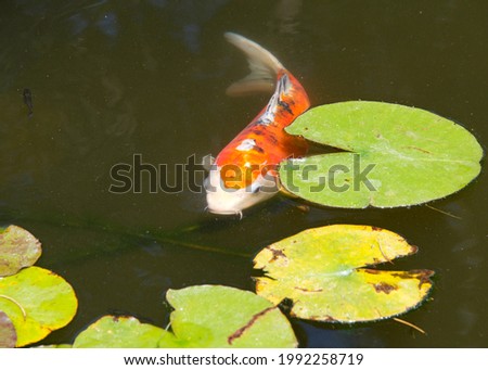 Koi ora also known as nishikigoi, a colored varieties of Amur carp swimming in outdoor koi pond through water Lilly pads with dark murky water. Royalty-Free Stock Photo #1992258719