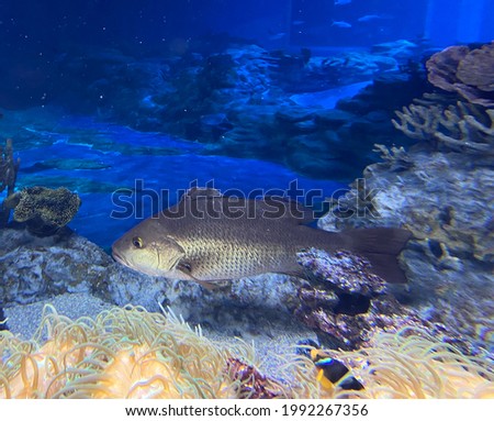 Photo: fishes and coral reef underwater