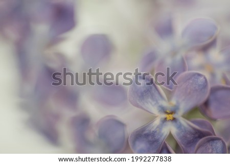 close up of silky soft lavender flower