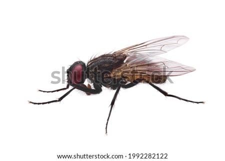 fly isolated on white, common housefly qualitatively isolated on white background Royalty-Free Stock Photo #1992282122