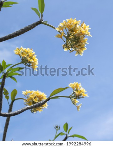 Balinese yellow frangipani flowers grow in the residential yard