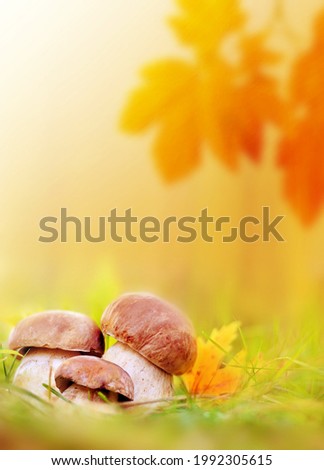 White mushrooms in the woods, on a background of leaves