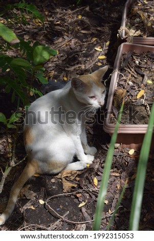 Cat in a garden shade