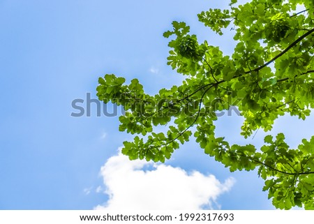 Green leaves of oak tree on a background of sky with clouds
