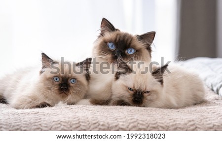 Adorable ragdoll cat with beautiful blue eyes lying in the bed with two sleeping kittens. Feline family at home. Mother pet and her kitty children together Royalty-Free Stock Photo #1992318023