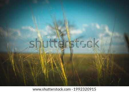 grass in the wind on a tree background