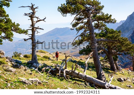 Bosnian pines on top of Serra di Crispo mountain (Garden of Gods), Pollino National Park, southern Apennine Mountains, Italy. Royalty-Free Stock Photo #1992324311