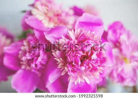 Pink Floral Background Of Fresh Pink Peony Flowers 