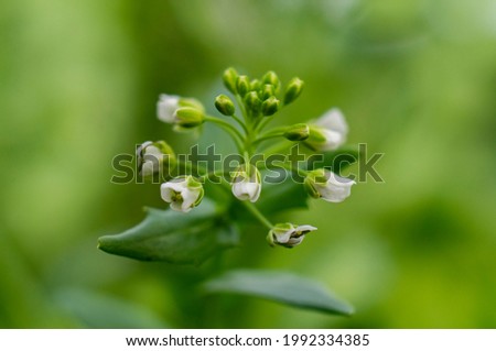 Beautiful green flower spice thyme close up