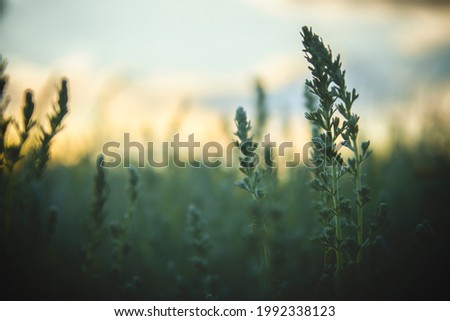 Plants in a field at sunset