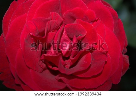 Close-up red rose flower. Velvety rose petals in deep burgundy color.