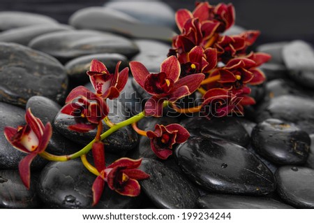 branch red orchid and back stones 