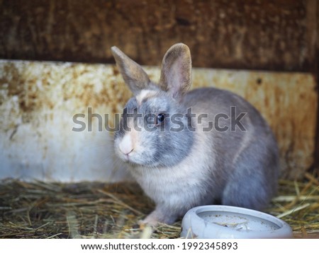 Grey and White Rabbit with Blue Eyes