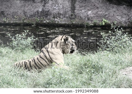 The Javan tiger is a tiger subspecies that lives limited to the island of Java.
