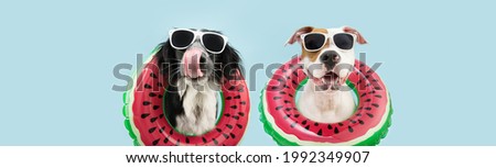 Banner summer pets. Funny two dogs going on vacations licking its lips inside of a watermelon inflatable ring. Isolated on blue background
