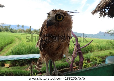 An Owl perched on a log with a beautiful view of the rice fields behind it