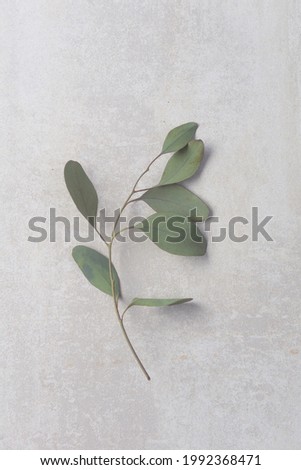 fresh
eucalyptus leaves on gray background, top view, 

