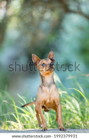 Tiny brown Chihuahua standing on a rock in a forest