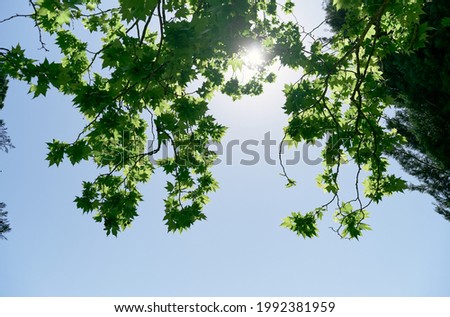 Sun shines through the green foliage on the branches