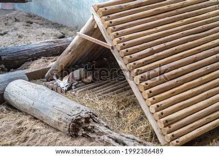 The fennec fox is sleeping under a hut-like triangular hut.