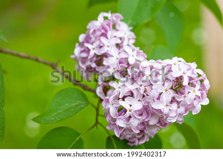 Lilac bush with purple flowers in search of happiness.
