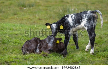Two calves in a meadow, one lying the other standing, very cute.