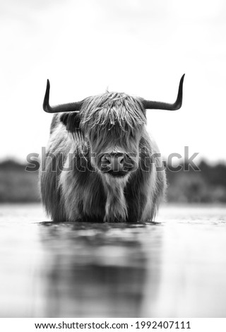 Scottish highlander cow in national park in the Netherlands!  Royalty-Free Stock Photo #1992407111