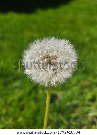 Close up focused picture of a dandelion, with blurry background. 