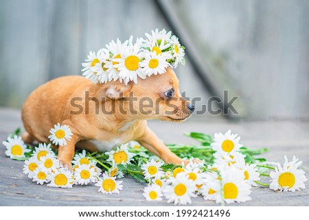 A red Chihuahua puppy sitting, a wreath of daisies on his head, on a gray wooden background