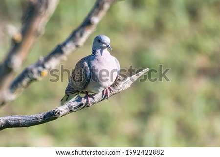 Collared Dove Streptopelia turtur, sitting on a stick in the wild.