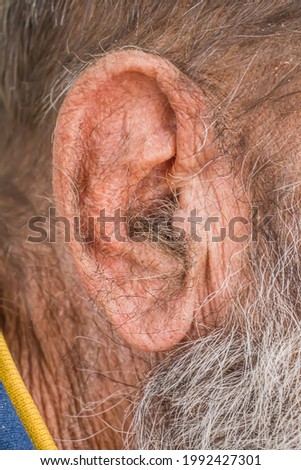 Hair in the ear of a mature, macro photo