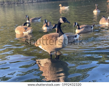 Many ducks in  the lake enjoying bright sunny weather.Beautiful birds
