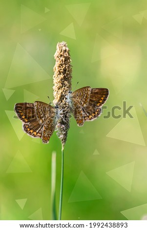 Two brown moths sit on a flowering blade of grass on a blurred green background with bokeh,illuminated by the sun . Beauty is in nature. Beautiful green natural background.Selective focus, blurred 