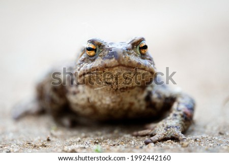 Toad on the dirt road in springtime. Shallow depth of foeld.