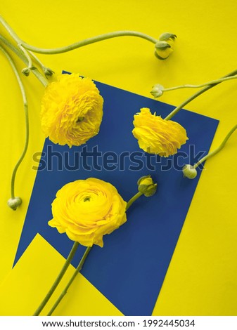 Yellow ranunculus flower on blue and yellow background. Abstract geometric flower pattern. Minimalist floral concept, lowers aesthetic. Modern creative concept for card, layout or template, copy space